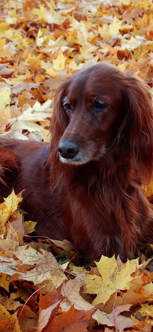 irish, setter, beautiful, autumn, leaves, lie