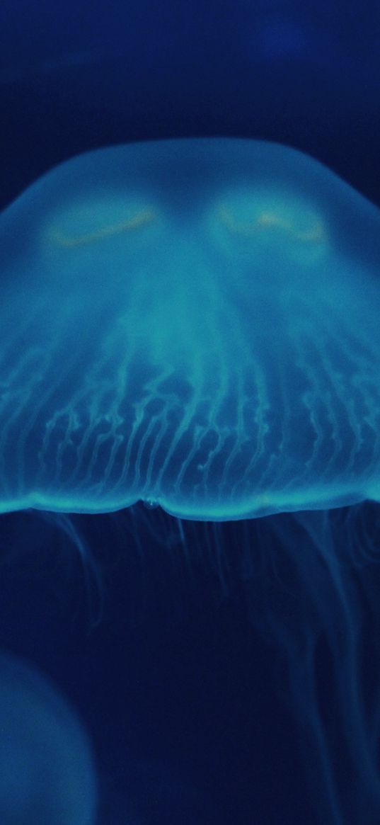 jellyfish, close-up, surface, underwater world