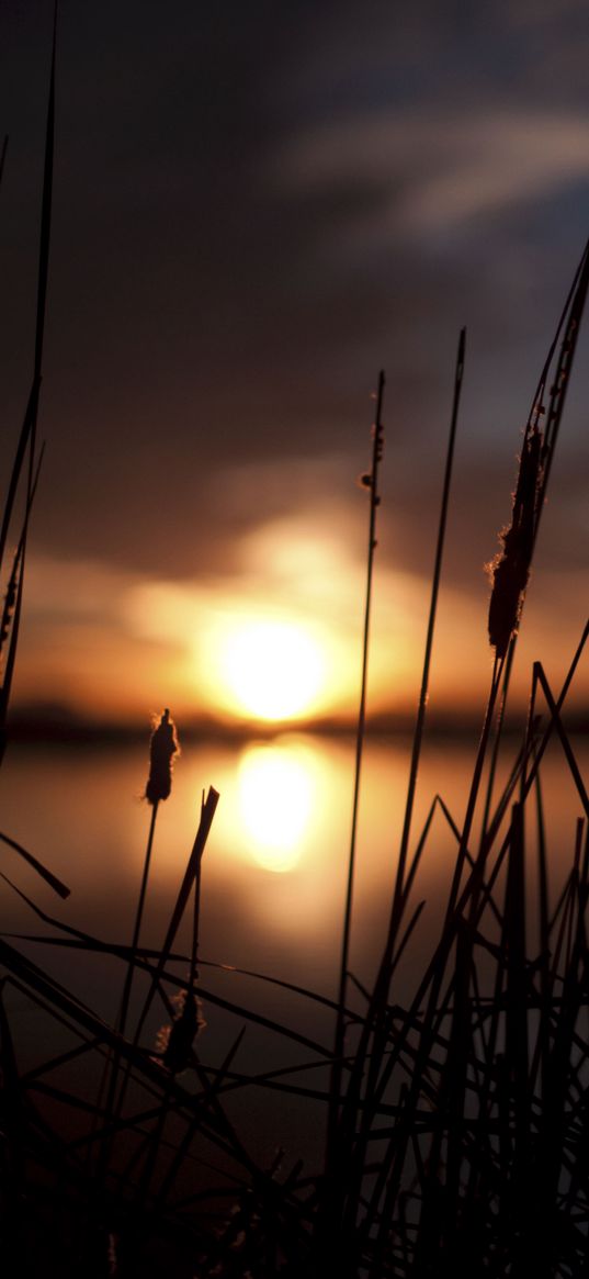 reeds, sunset, swamp