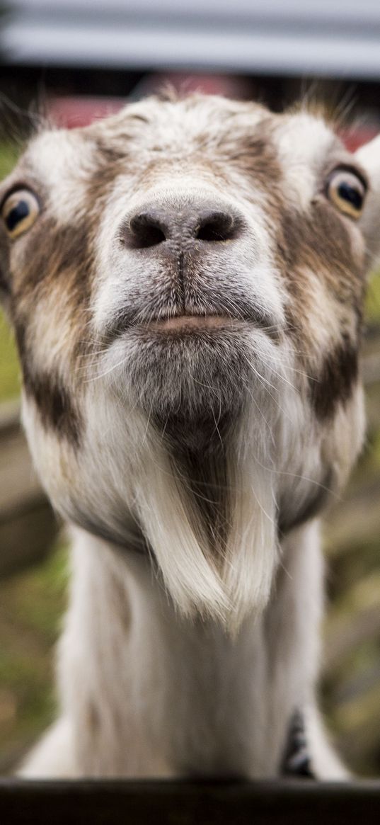 goat, muzzle, funny