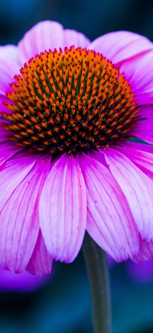 echinacea, flower, petals