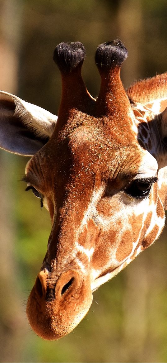 giraffe, muzzle, spotted