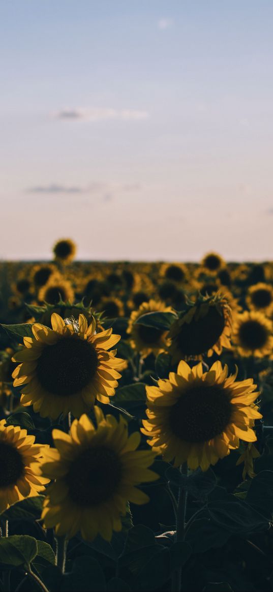 sunflowers, field, evening