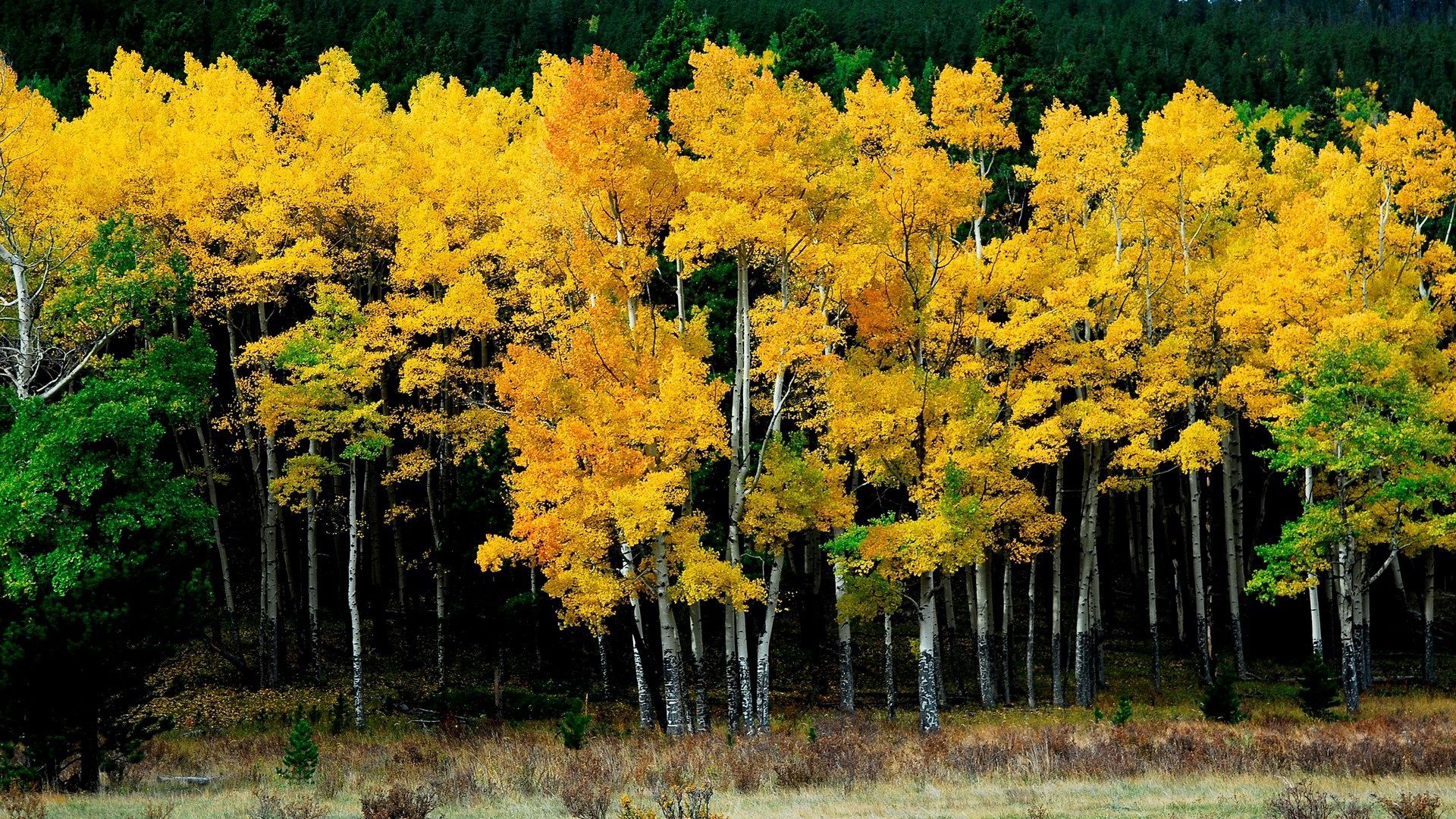 birches, autumn, leaves, yellow