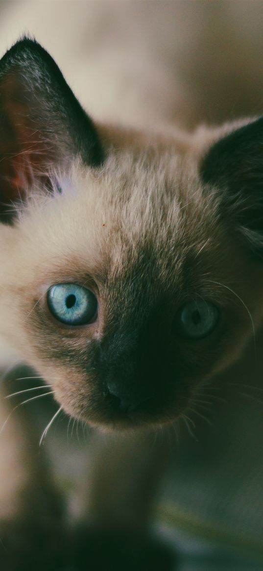 kitten, siamese, muzzle, blue-eyed