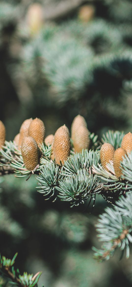 spruce, bumps, spines