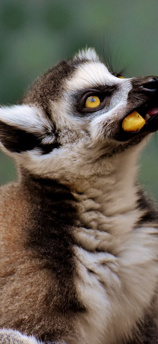 lemur, muzzle, food, look