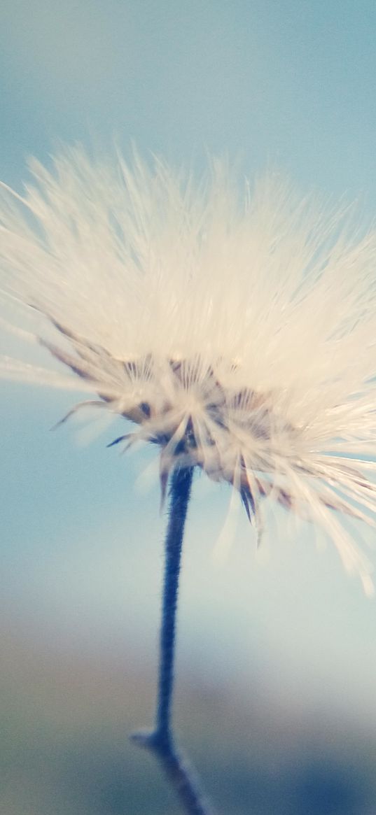 dandelion, down, flower