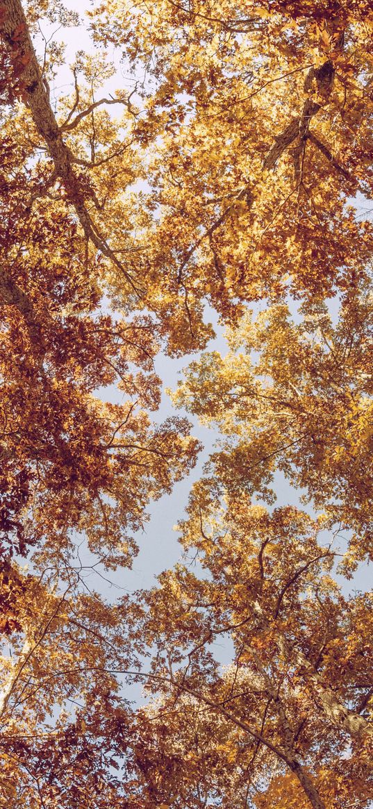 trees, view from below, autumn