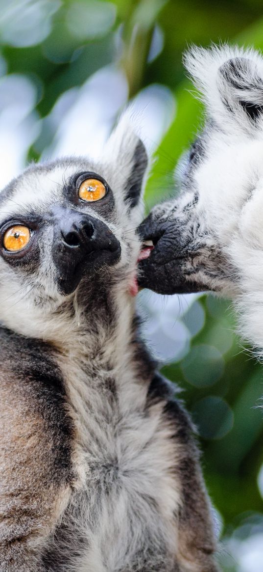 lemurs, couple, lick