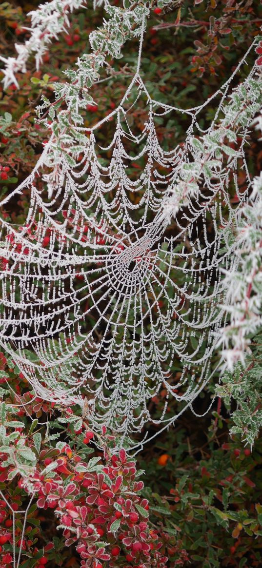 spider web, tree, branch, hoarfrost