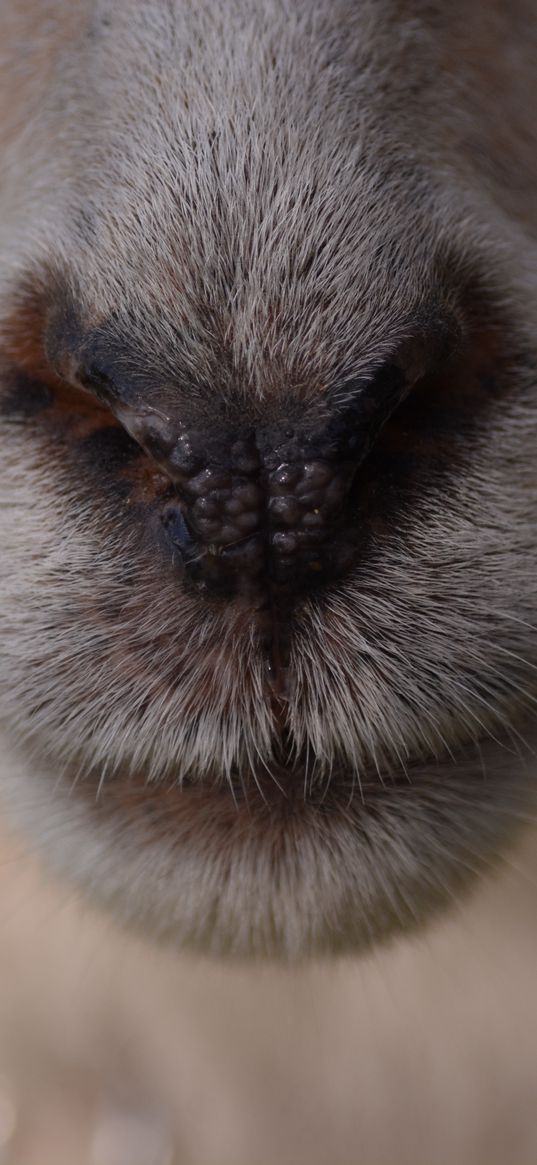 sheep, nose, coat