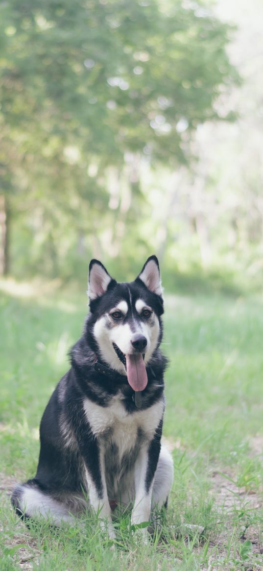 husky, dog, grass, sits