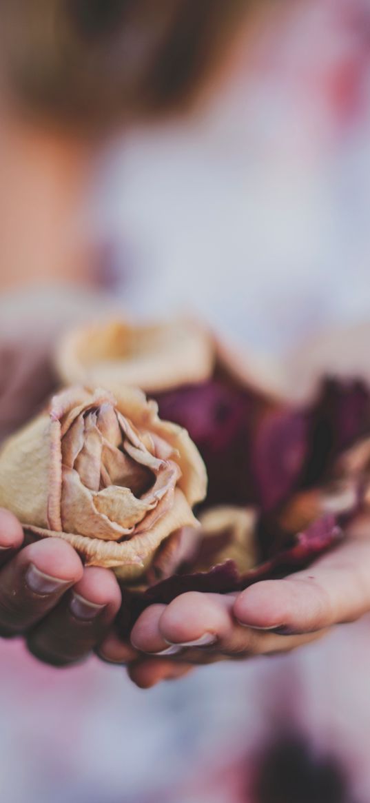 roses, herbarium, hands, flowers