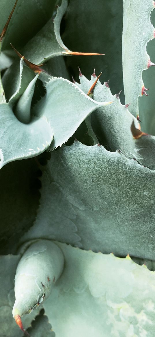 plant, spines, leaves