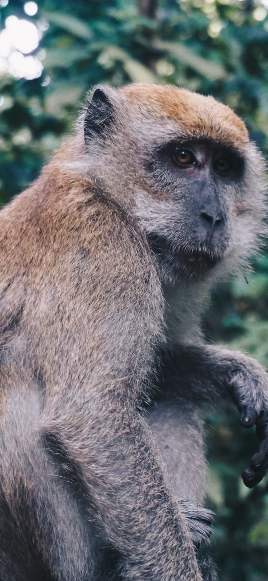 monkey, sitting, primate