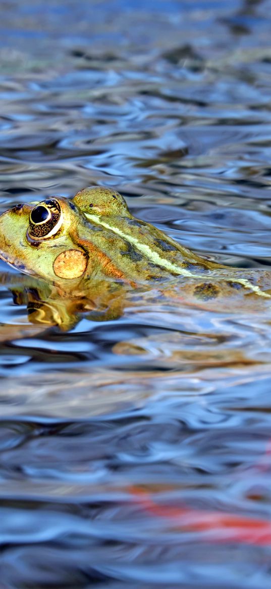 frog, water, swim