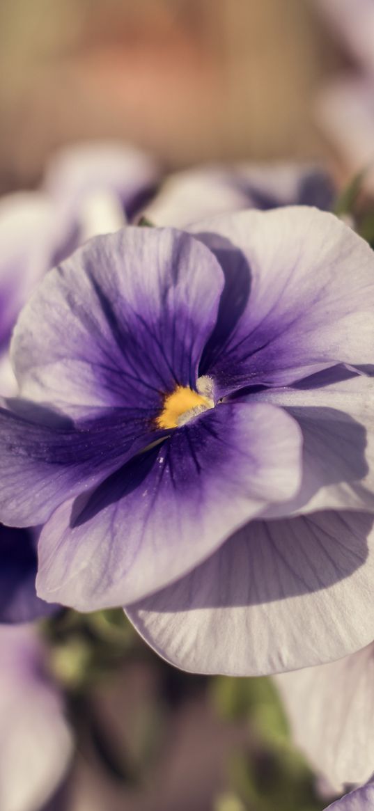 violets, flowers, petals