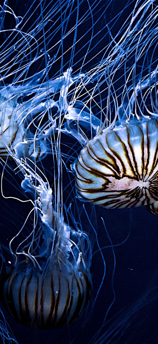 jellyfish, underwater world, stripes, tentacles