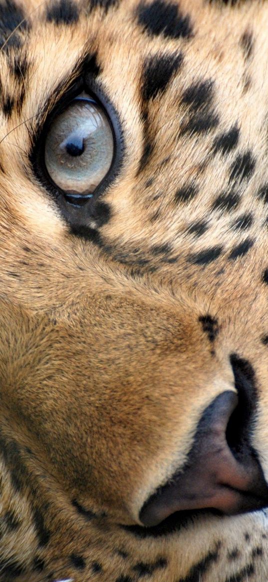 leopard, face, eyes, relax, grass