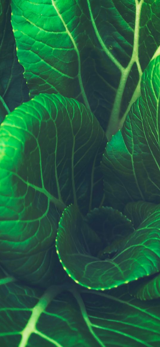 chinese cabbage, leaves, vegetable