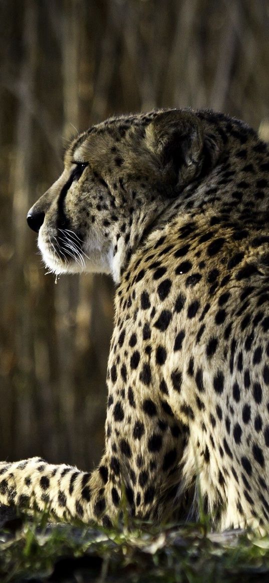 leopard, spots, lying, back, big cat