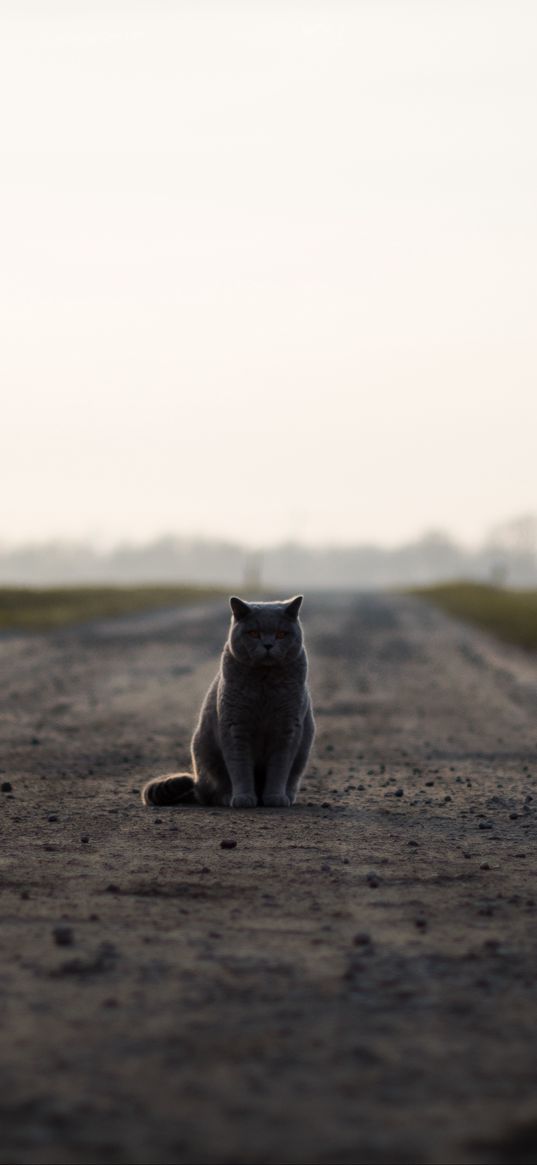 cat, british, road, sits