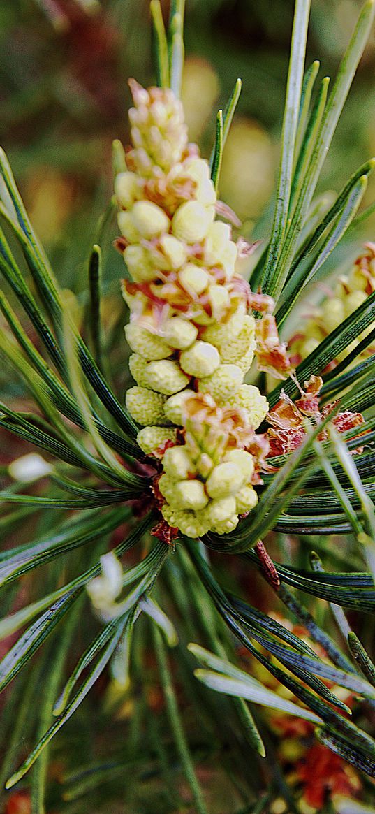 needles, branches, pins, cones