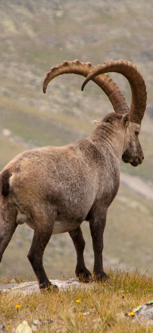 alpine ibex, goat, mountains, horns