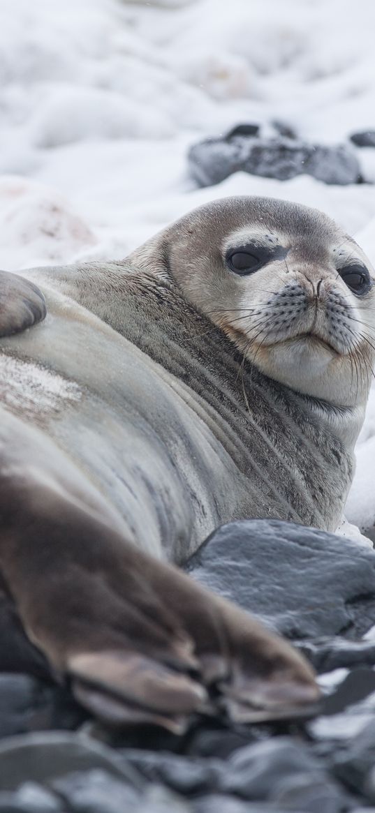 seal, fat, lying