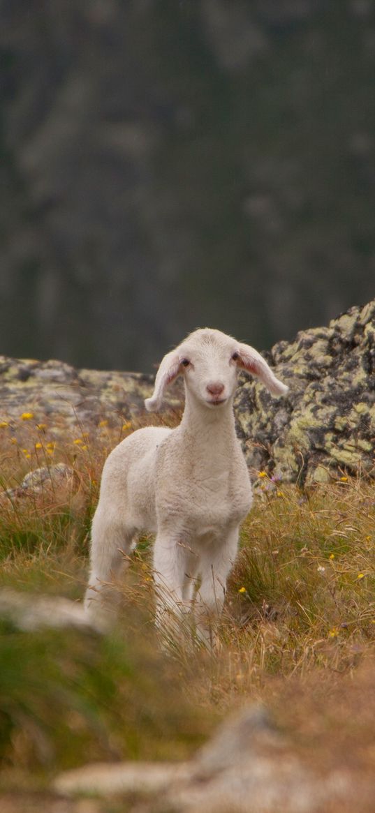 lamb, sheep, cub, mountains