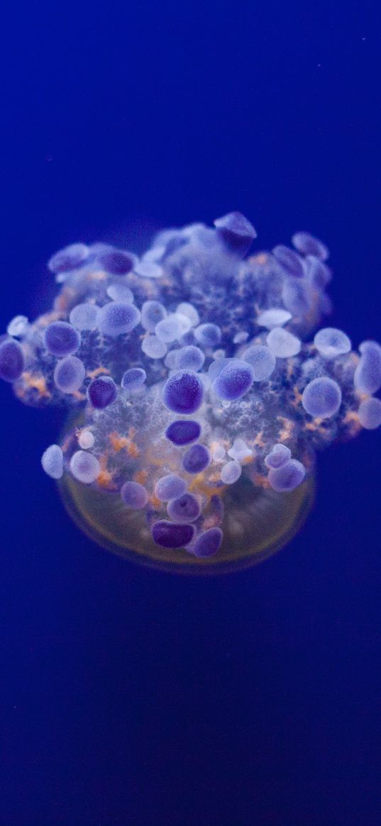 jellyfish, tentacles, underwater world, variety