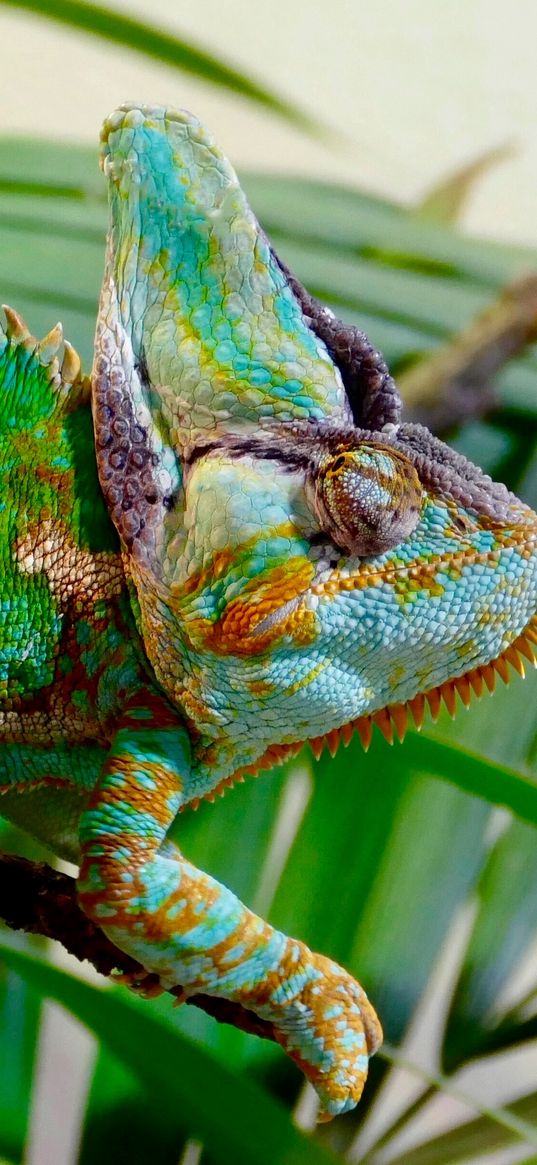 chameleon, reptile, color