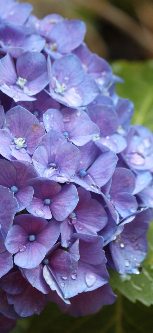 hydrangea, flower, drops, buds