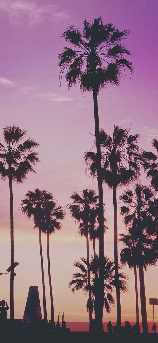 palms, trees, sunset