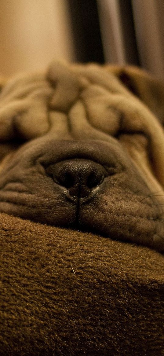 shar pei, face, eyes, puppy, sleepy