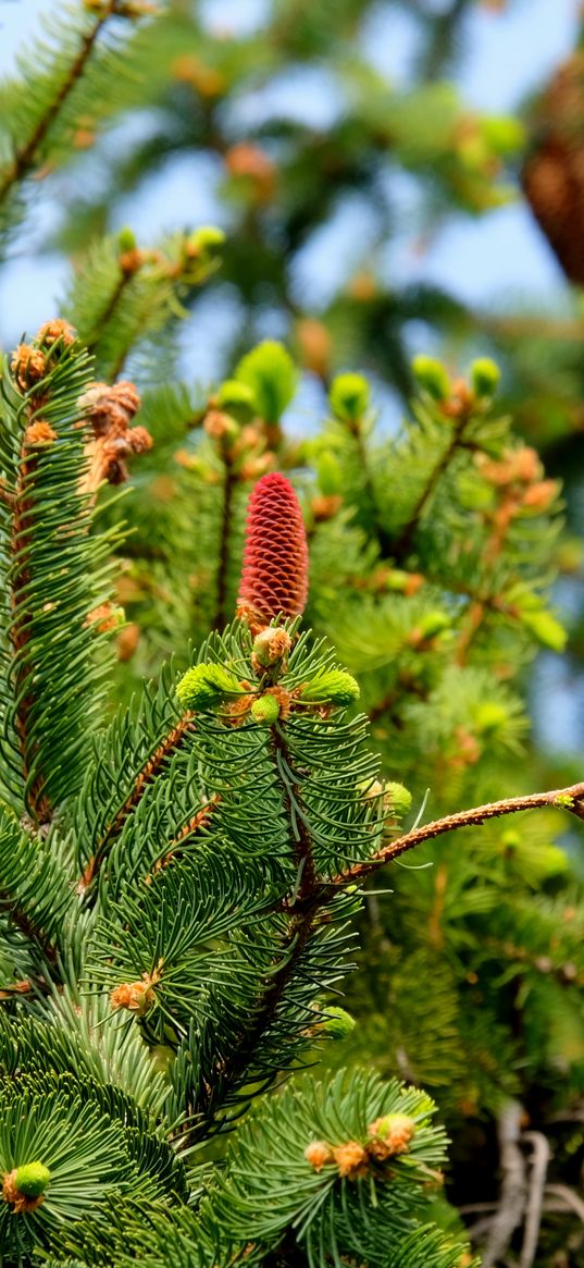 fir, needles, cones