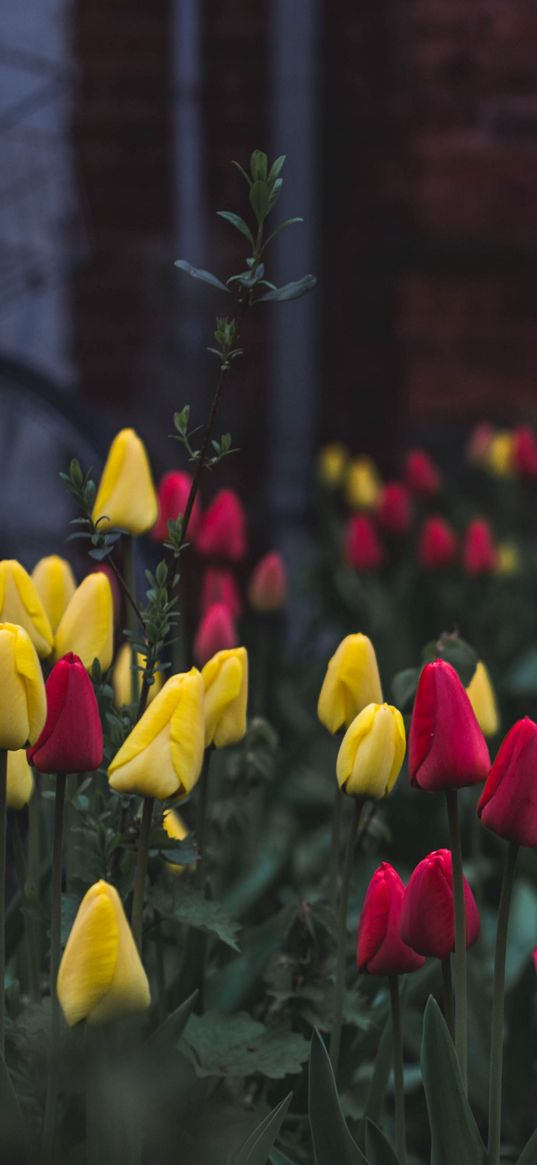 tulips, flower bed, flowers