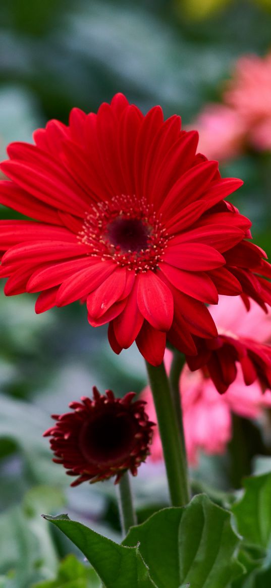 gerbera, flower, red, flowerbed