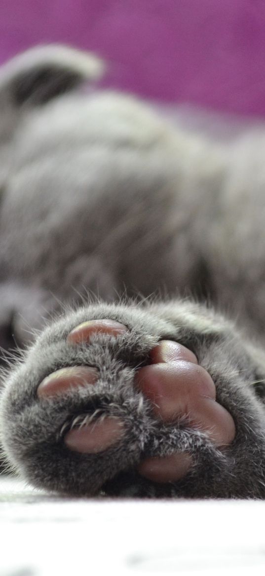 cat, paw, british