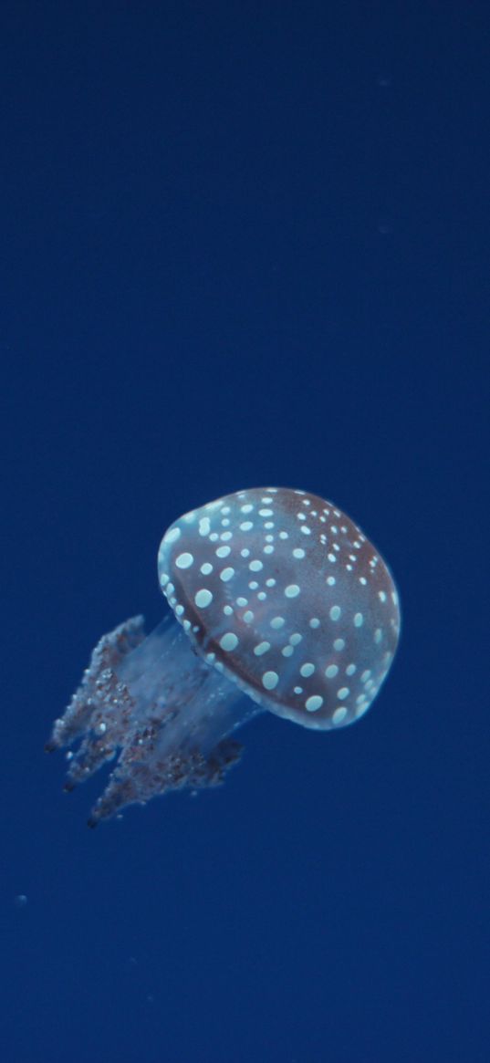 jellyfish, underwater world, spots