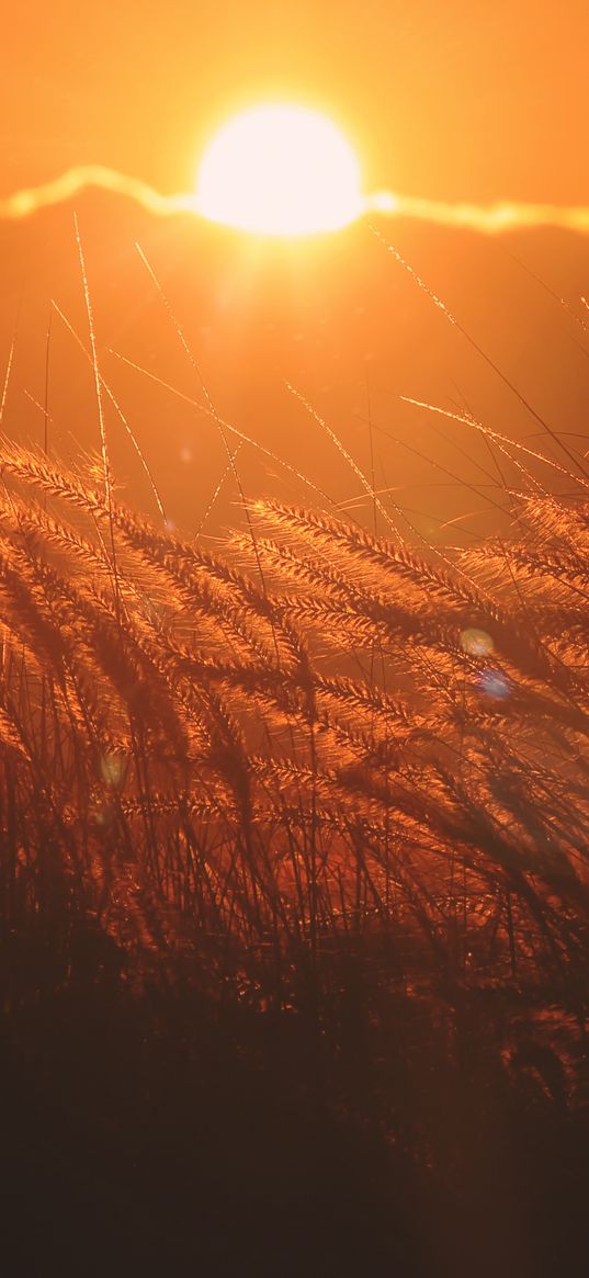 ears of corn, light, sunset