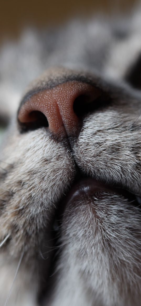 cat, muzzle, nose, mustache