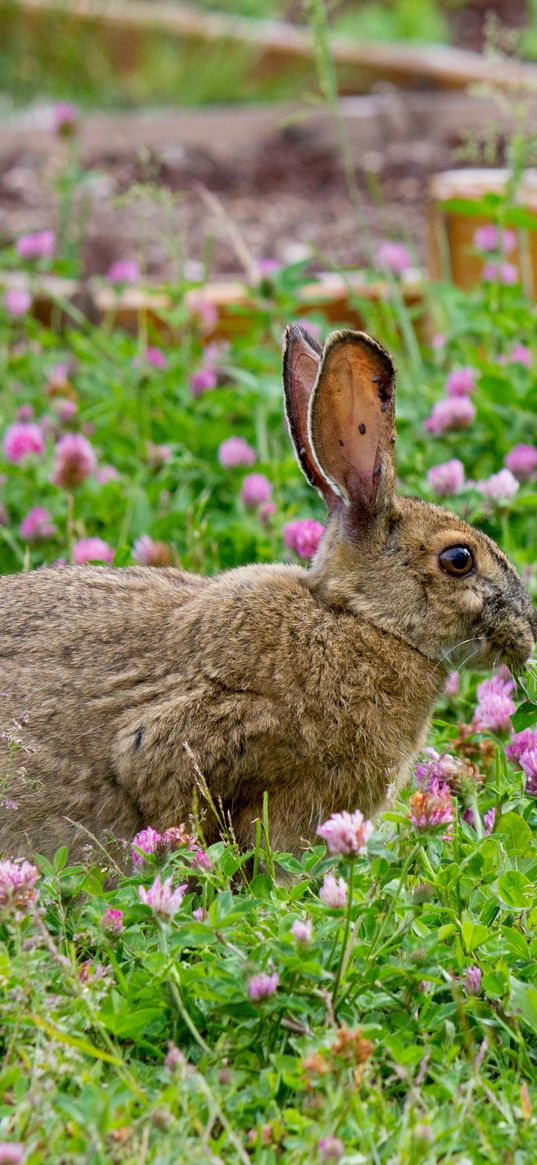 rabbit, grass, clover, walk