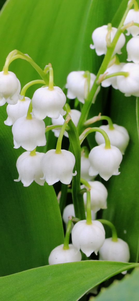 lily of the valley, flowers, leaves