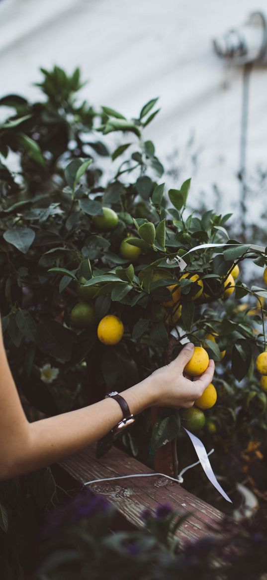 fruit, tree, hand, greenhouse