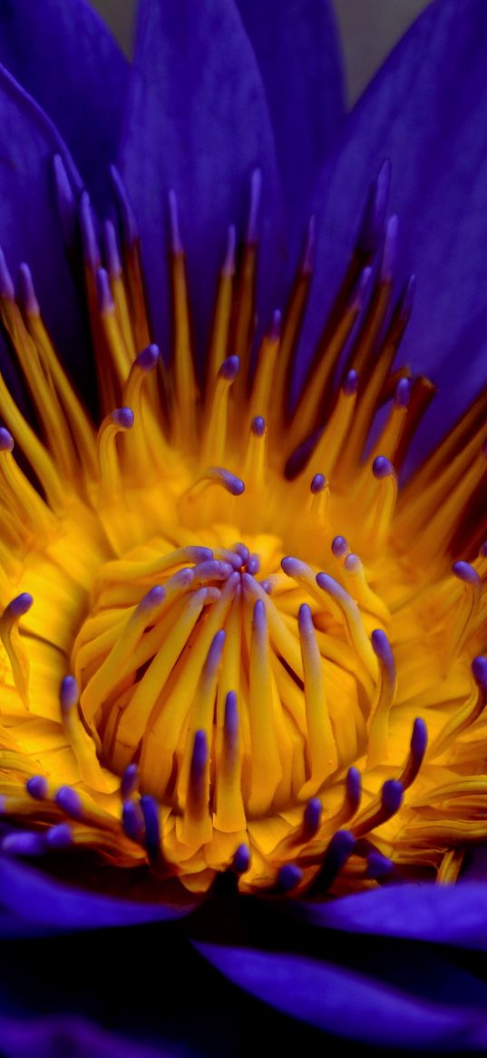 blue lotus, star lotus, water lily star, petals, bud