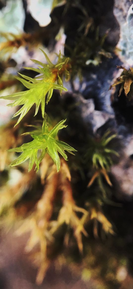 sprout, leaves, close-up