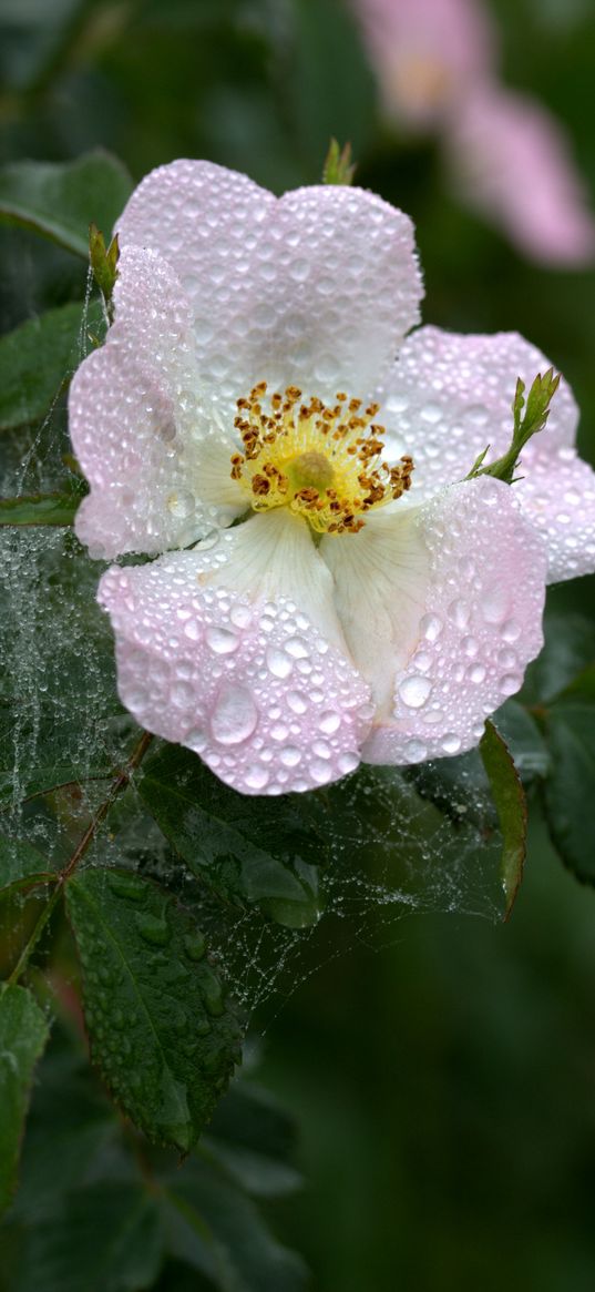 dogrose, dew, flower, drop, web