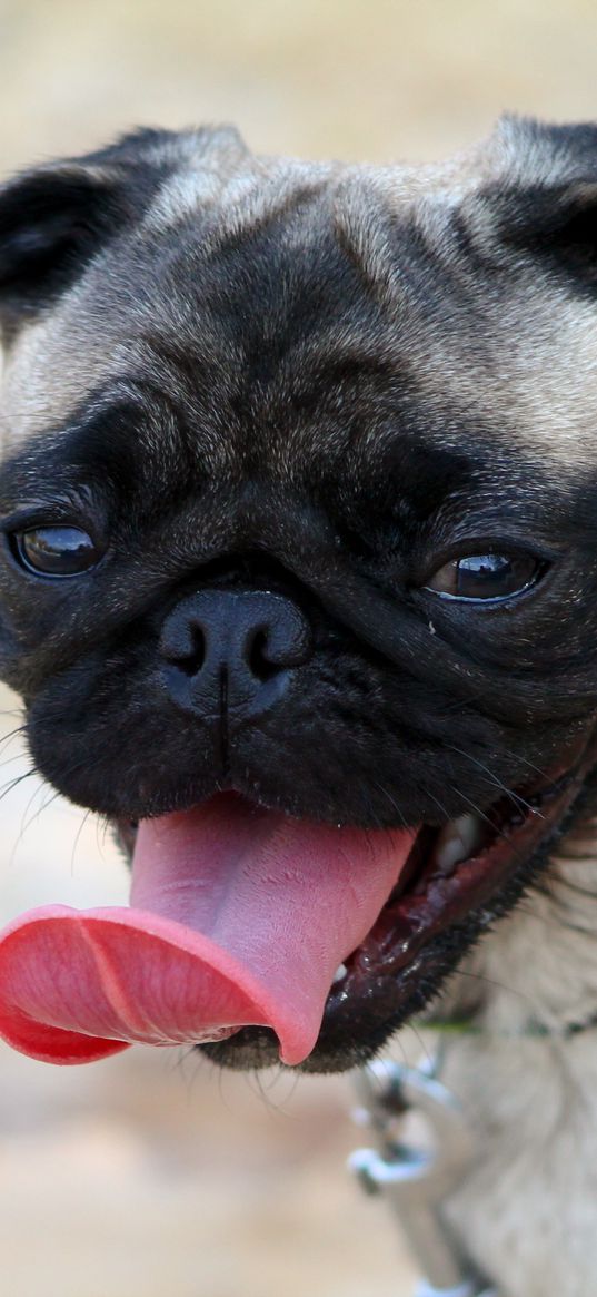 pug, muzzle, dog, protruding tongue